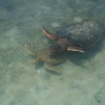 Mother and child turtle - how incredibly adorable