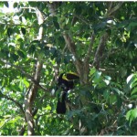 Pretty cool tucan, a bit blurry though