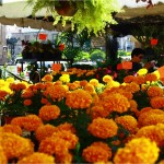 Cempazuchitl or marigolds - the flower of death.