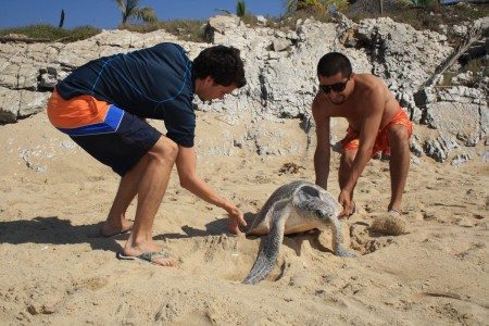 Saving a turtle from dehydration