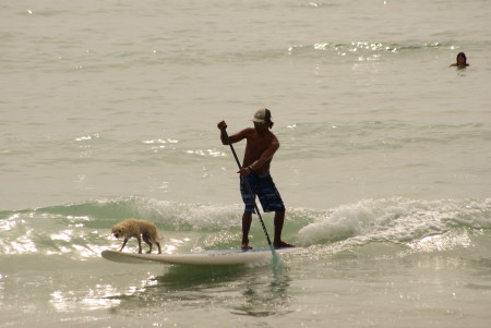 Guy and dog surfing