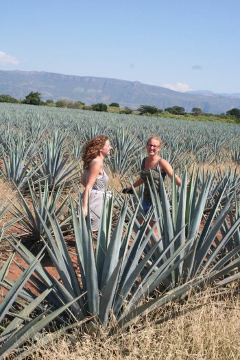 Agave fields