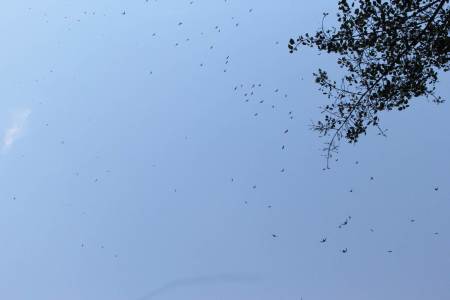 Swallows at the Swallow Cave, Huasteca Potosina